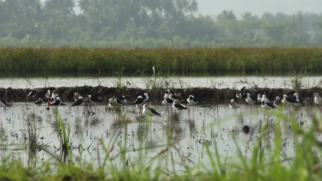 Danau Limboto
