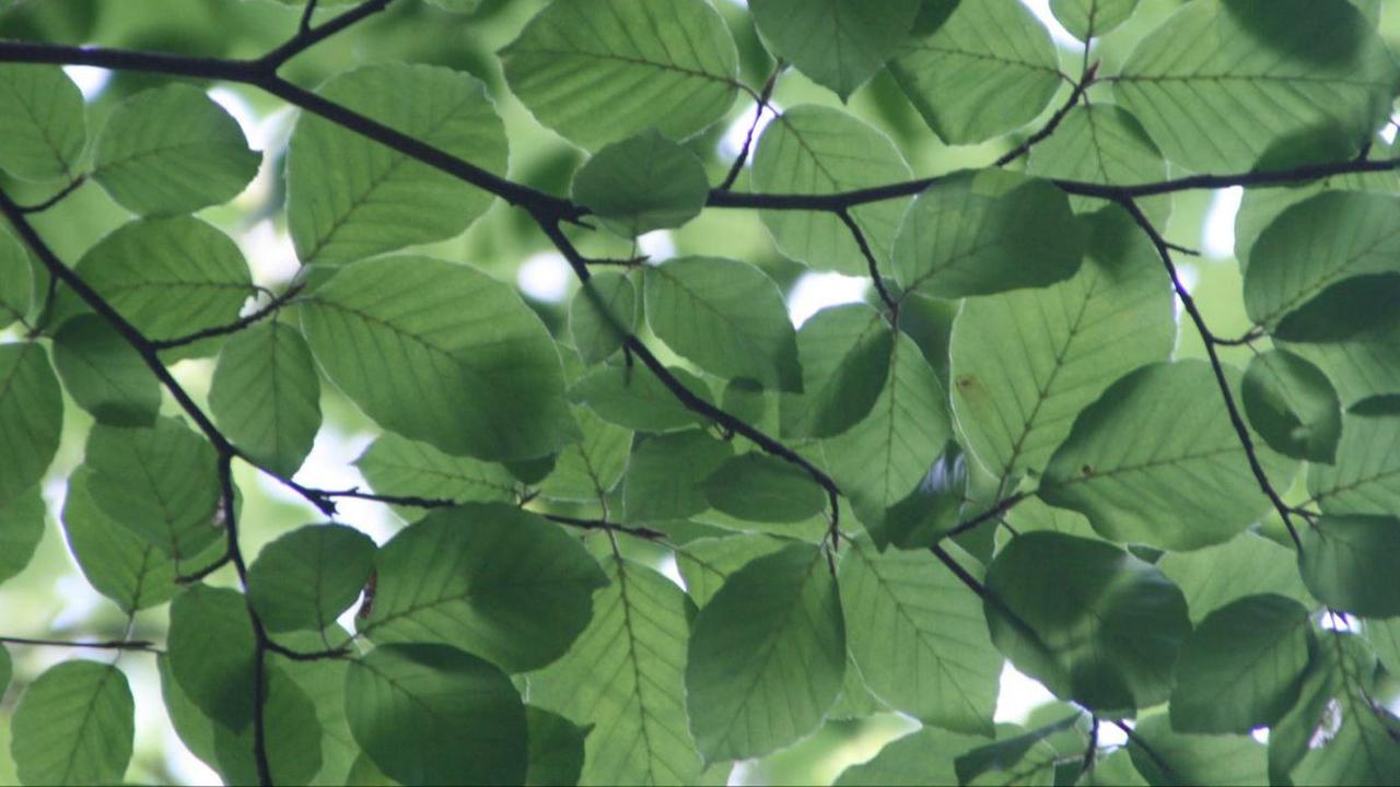 Cara Mengonsumsi Daun Sirsak