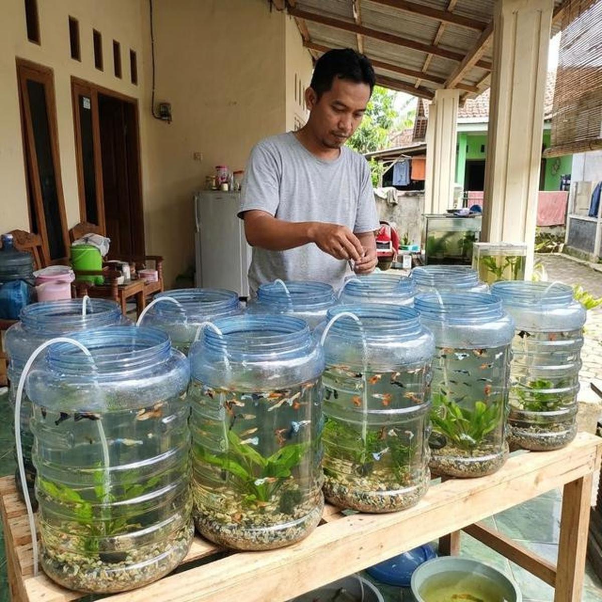 Jenis Ikan Kecil yang Bisa Diternak di Galon, Perawatan Mudah Cocok untuk Usaha Rumahan