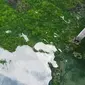 Danau Kakaban berisi empat spesies ubur-ubur tak bersengat. (Liputan6.com/Dinny Mutiah)