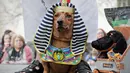 Seekor anjing jenis dachshund berpakaian seperti Sphinx Mesir saat mengikuti Parade Dachshund di St.Petersburg, Rusia, Sabtu (27/5). (AP Photo / Dmitri Lovetsky)
