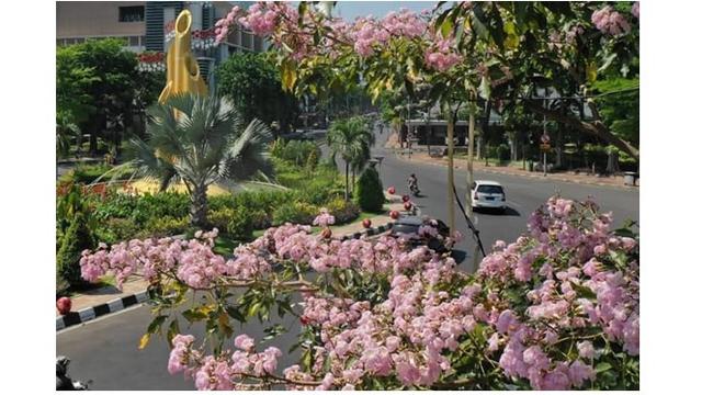 Kota Surabaya kini lebih merona dengan adanya bunga Tabebuya.