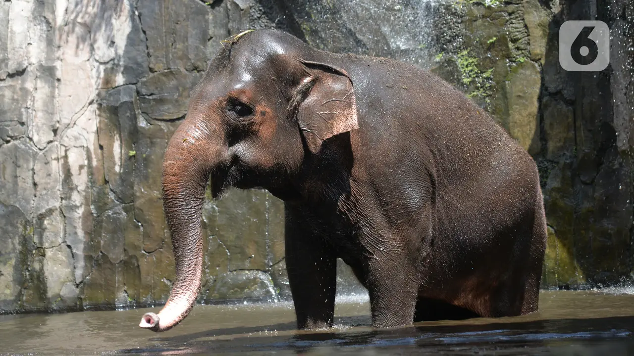 FOTO: Hore, Taman Marga Satwa Ragunan Kembali Dibuka