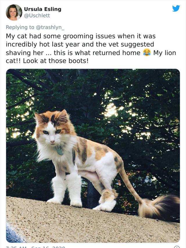 Potret Kucing Dengan Bulu Aneh Setelah Operasi, Bikin Geli. (Sumber: boredpanda)