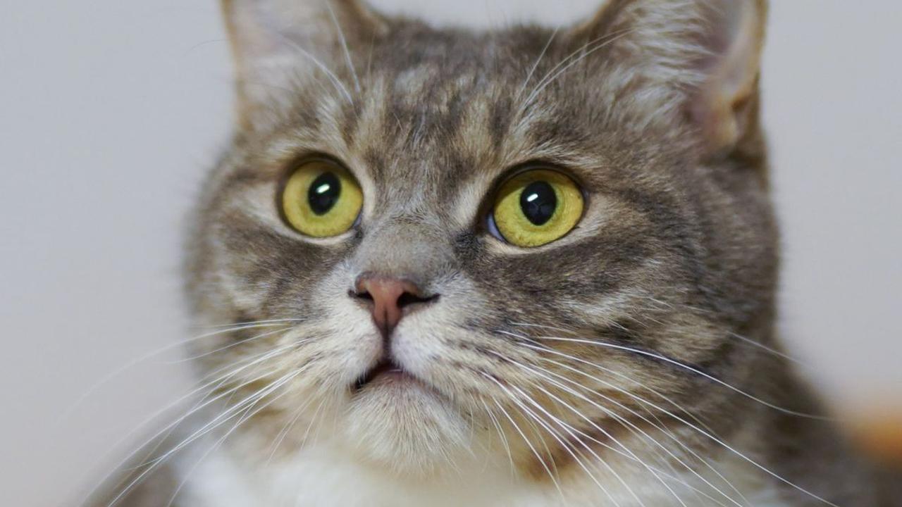 Nama Kucing Lucu dan Antimainstream! Cocok Banget untuk Diberikan pada Anabul Kecintaan