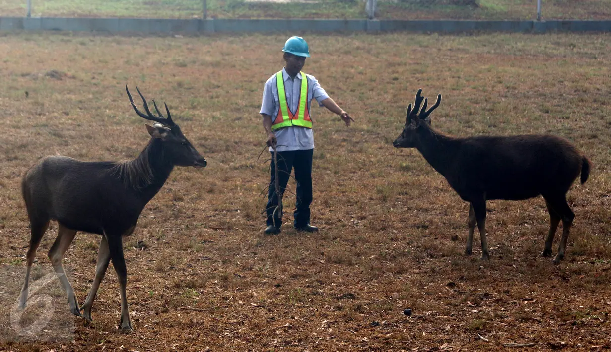 Rusa Sambar dan petugas pemelihara di lokasi penangkaran di kawasan Terminal BBM Pertamina dan Refinery Unit 5 Balikpapan, Kamis (29/10). Rusa Sambar merupakan rusa paling besar diantara tiga rusa asli Indonesia lainnya. (Liputan6.com/Immanuel Antonius)