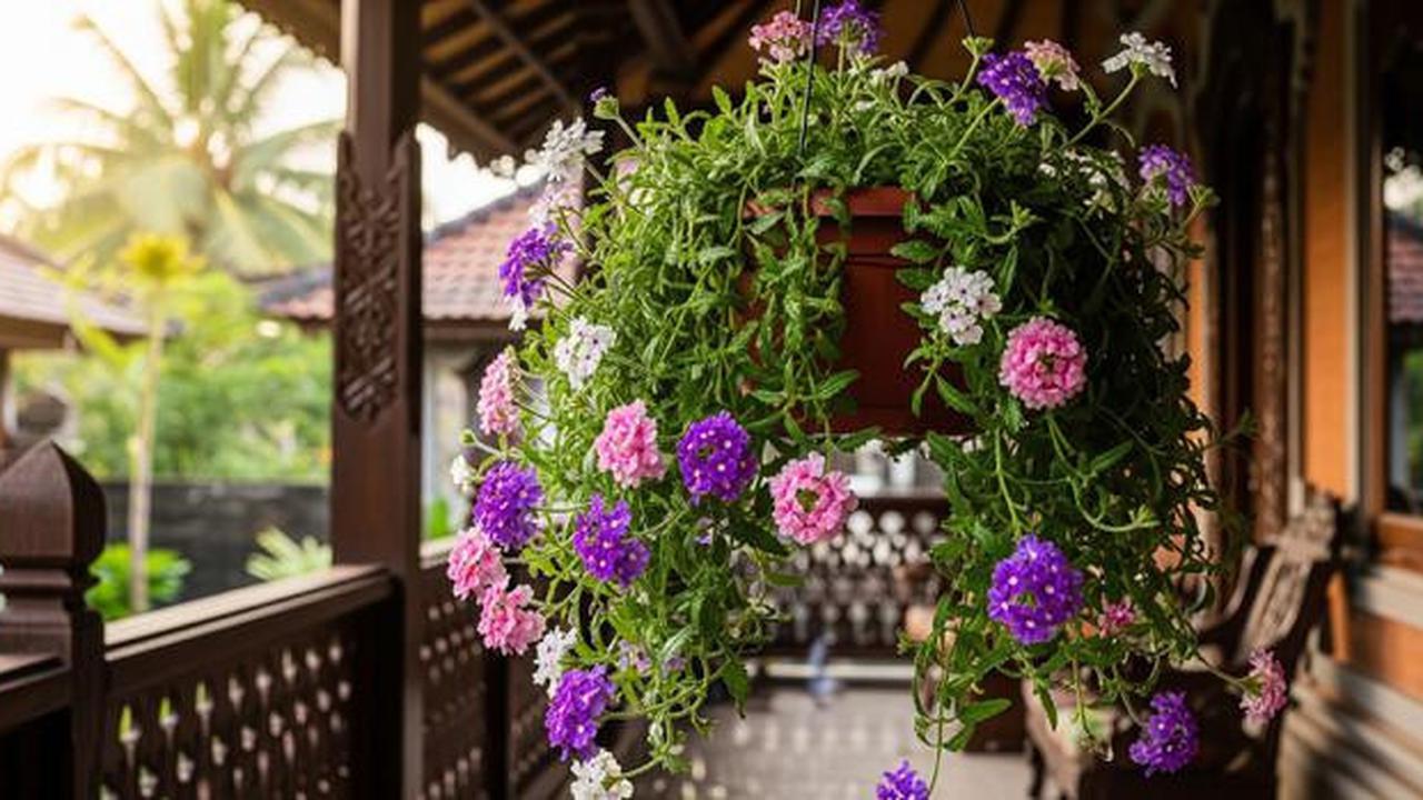 8 Tanaman Gantung Outdoor yang Tahan Panas dan Hujan, Awet dan Estetik