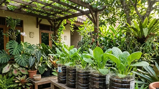 Lakukan Penjarangan Jika Tanaman Terlalu Rapat