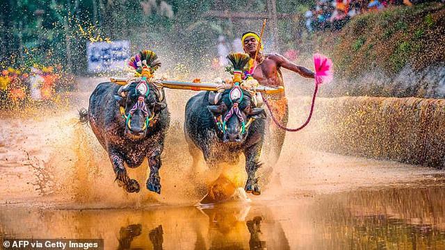 Srivisana Gowda, Joki Kambala