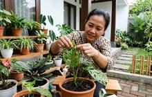 8 Cara Membasmi Ulat Daun pada Tanaman Hias agar Daun Kembali Tumbuh