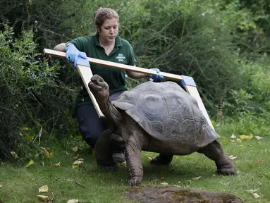 Seekor kura-kura Galapagos diukur selama sesi pemotretan penimbangan tahunan di Kebun Binatang London, Kamis (26/8/2021). Pengukuran tinggi dan berat badan ini untuk mengetahui kesejahteraan dan kesuburan hewan. (Tolga Akmen / AFP)