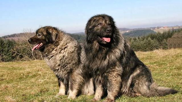 6 Ras Anjing yang Dianggap Paling Berbahaya