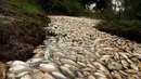 Ribuan ikan mati mengapung di atas permukaan sungai Confuso di Kota Villa Hayes, Paraguay, 14 Oktober 2017. Ikan-ikan mati itu mengambang menutupi permukaan sungai. (AP Photo/Jorge Saenz)