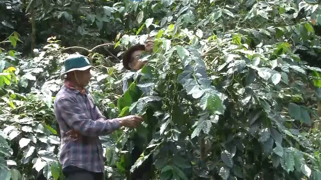 Hariyanto Tinggalkan Tebu untuk Jadi Petani Kopi