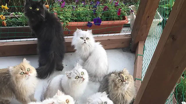Pelihara 12 Kucing Persia di Rumah, Wanita Ini Malah Jadi Selebgram