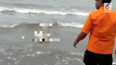Seekor buaya mengantarkan jenazah seorang pria yang tewas saat tenggelam. Buaya tersebut seolah mengantarkannya ke bibir pantai.