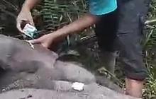 Miris! Anak Gajah Sumatera Mati di Areal Konsesi Akasia Pelalawan, Kaki Putus Kena Jerat Tali