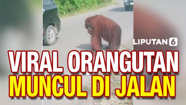 THUMBNAIL orangutan