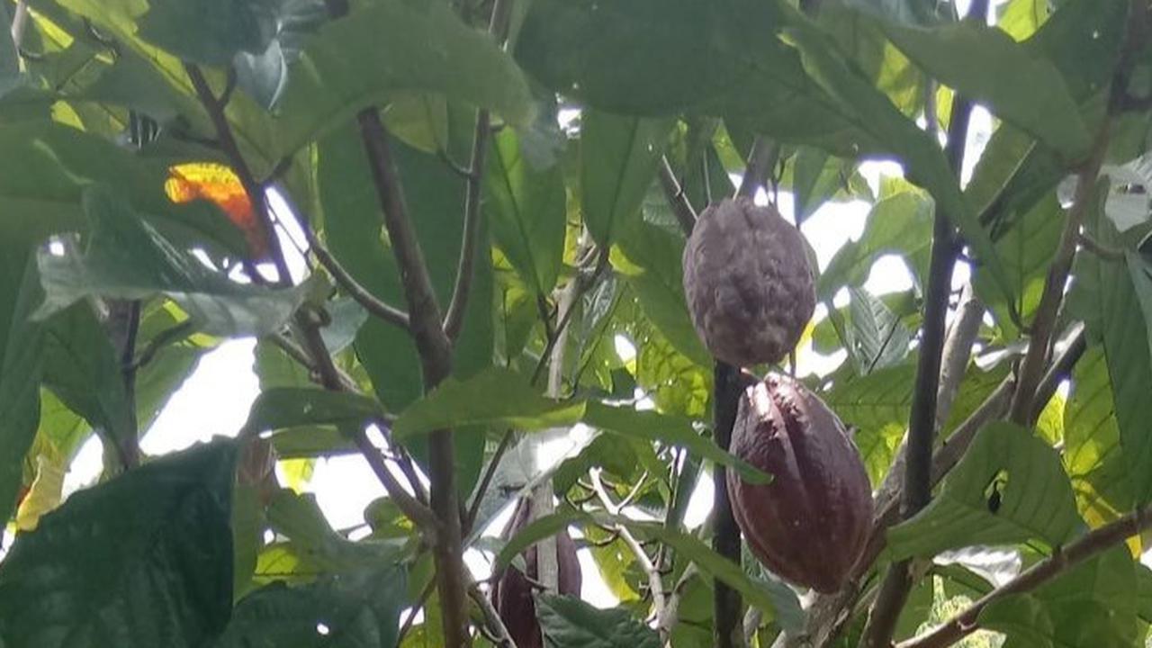 Produksi Biji Kakao Indonesia Terus Alami Penurunan, Apa Solusinya?