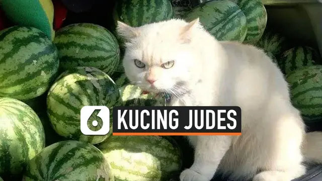 KUCING JUDES