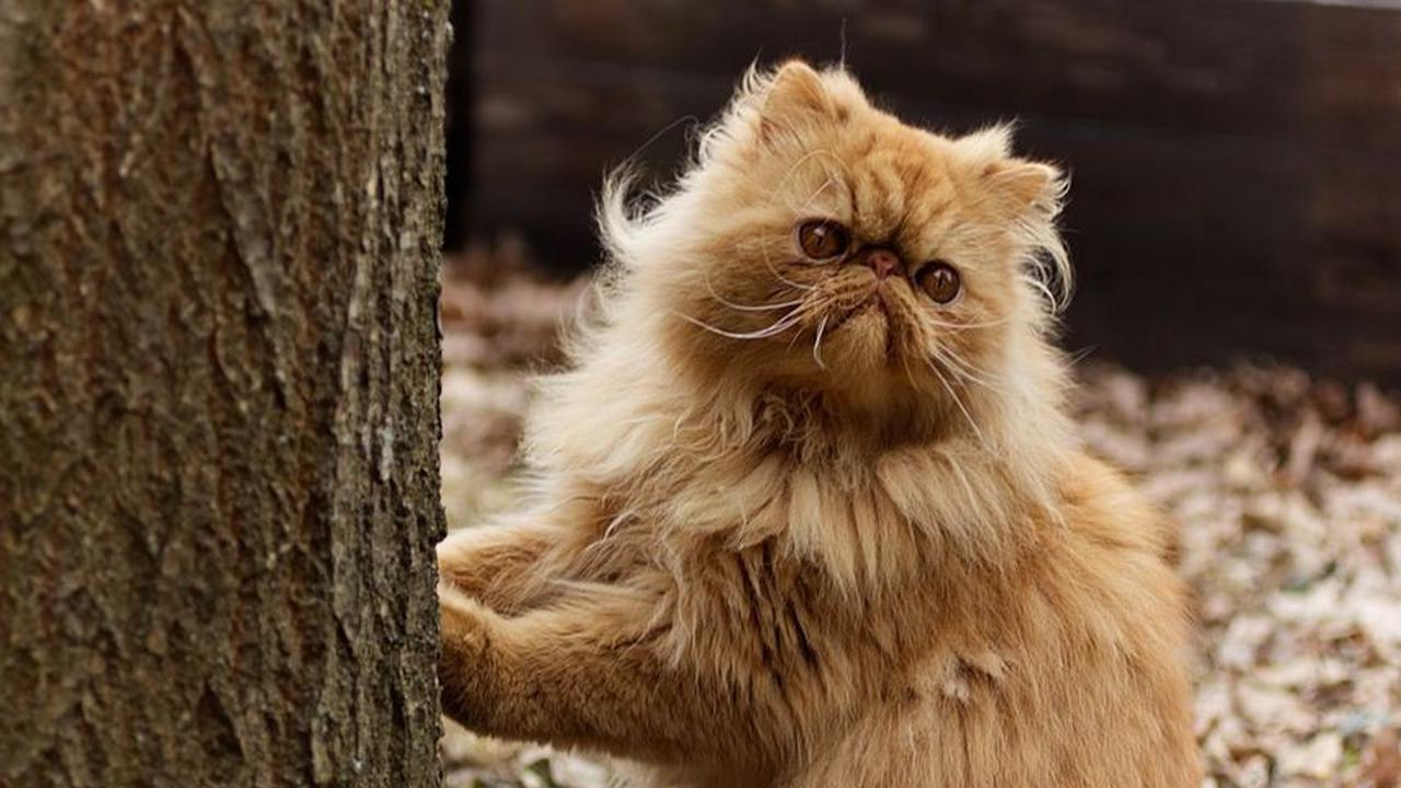 4. Kucing Bisa Berkeringat