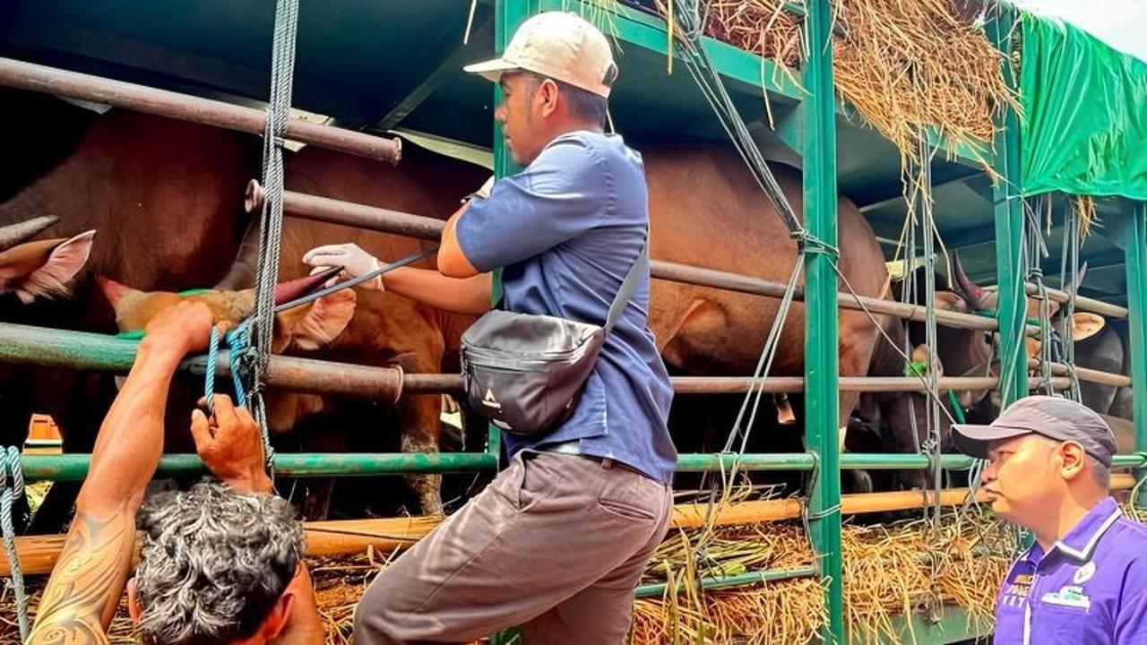 Pemprov NTB Mendesak Penambahan Kapal Angkut Ternak Kurban Jelang Idul Adha 1447 H