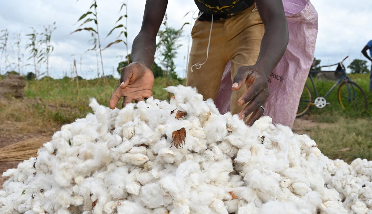 Seorang petani memilah kapas dekat Boromo di Burkina Faso, 19 Oktober 2021. Jutaan orang di Burkina Faso mengandalkan hidupnya dari kapas. (ISSOUF SANOGO/AFP)