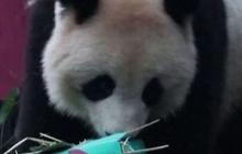 Video Lucu Panda dan Orangutan Buka Kado Natal, Isinya Bikin Penasaran