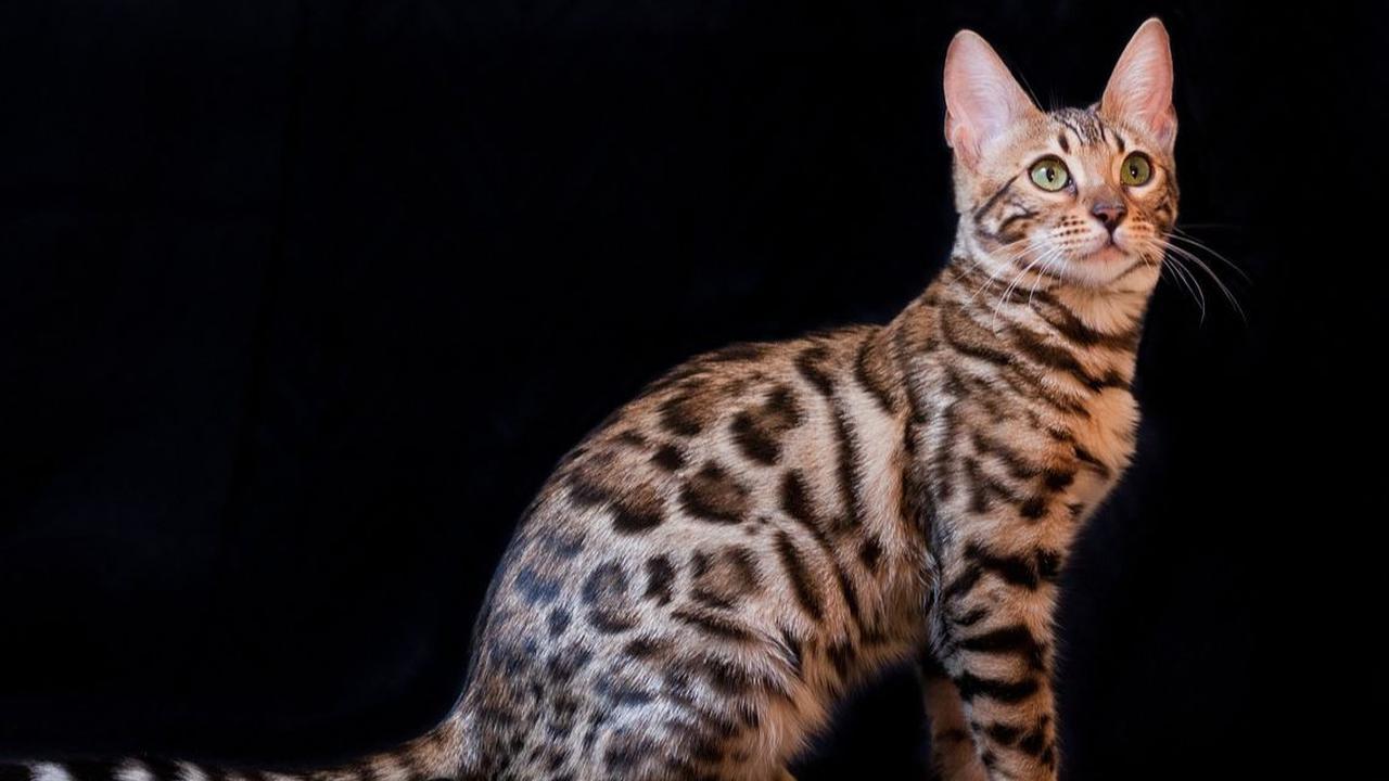 Cara Merawat Kucing Bengal