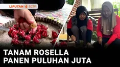 Seperti perempuan di Magelang yang gemar dengan tanaman satu ini, ia budidaya dan mengolah bunga rosella menjadi makanan dan minuman. Hasilnya pun menggiurkan, dalam satu bulan ia bisa meraup keuntungan puluhan juta rupiah. Berikut Berani Berubah, ep...