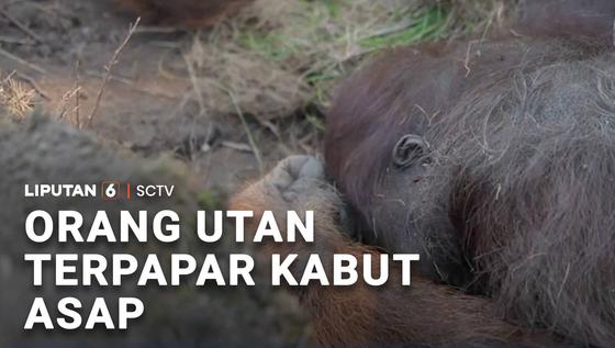 Orang Utan Terpapar Kabut Asap Karhutla
