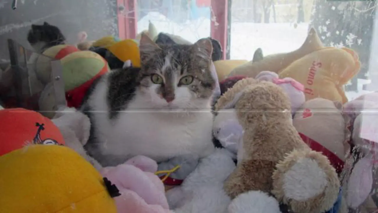 kucing vending-01