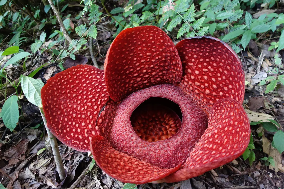 [Bintang] Fakta Unik Rafflesia Arnoldii, Bunga yang Lagi Ulang Tahun ke-25