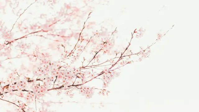 Ilustrasi bunga sakura, cherry blossom