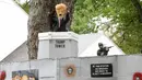 Sebuah instalasi boneka Hallowen Donald Trump yang dibuat lengkap dengan bentengnya untuk menyambut perayaan Hallowen di West Hartford, Connecticut, AS (4/10). (Reuters/Michelle McLoughlin)