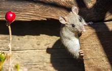 Gara-Gara Suka Tangkap Tikus, Lansia Asal Kupang Terjangkit Hantavirus
