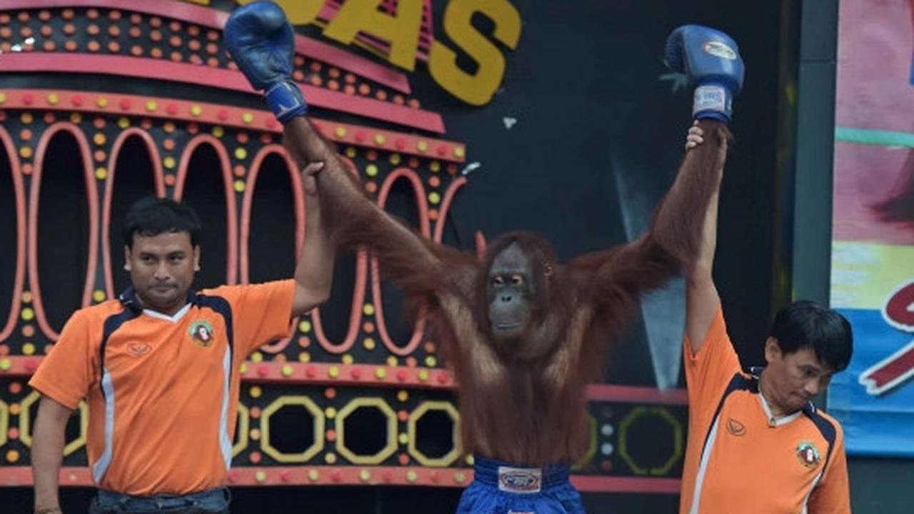 Aksi seru dan lucu orang utan bertanding Muay Thai