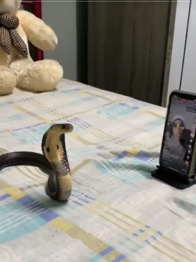 Momen Ular Asyik Nonton Live TikTok Ini Serius Banget, Ujungnya Pusing Sendiri