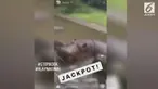 Pihak Taman Safari sangat kecewa atas beredarnya sebuah video pengunjung memberi minuman keras ke hewan di Taman Safari.