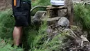 Kawanan meerkat mengantre untuk ditimbangan berat selama penimbangan tahunan Kebun Binatang London, Kamis (23/8). Kebanyakan hewan ditimbang dan diukur tingginya dengan diumpan menggunakan makanan yang ditaruh disekitar alat pengukur. (AP/Frank Augstein)