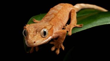 Ilustrasi tokek (iStock)