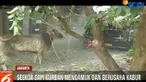 Banyak warga yang berusaha untuk menangkap sapi tersebut, namun sapi yangdalam kondisi mengamuk langsung menyerang warga yang berada di depannya.