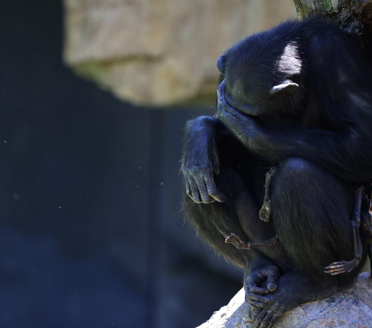 Pengunjung kebun binatang Bioparc di Valencia, Spanyol, selama tiga bulan terakhir disajikan pemandangan mengharukan dari seekor induk simpanse menggendong jasad bayinya. Simpanse bernama&nbsp;Natalia itu diliputi duka mendalam setelah kematian bayinya ya