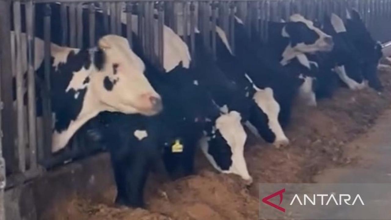 Indonesia Targetkan Peningkatan Populasi Sapi 2 Juta Ekor untuk Swasembada Daging dan Susu