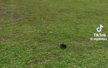 Viral Potret Sekolah Dasar dengan Pemandangan Indah di Tana Toraja, Bikin Betah