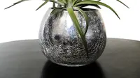 Tillandsia, Tanaman Cantik Minim Perawatan