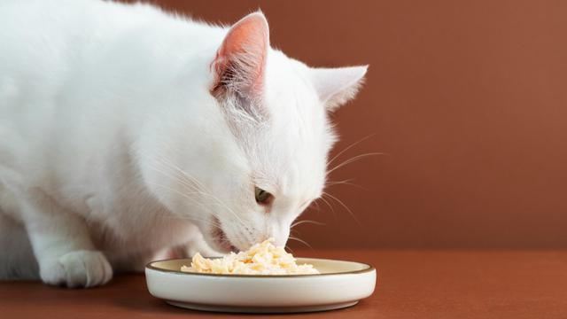 Cat Eating