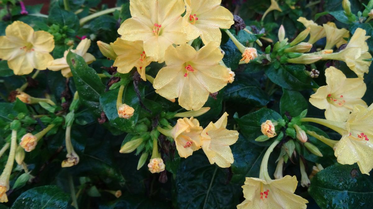 7 Tanaman Hias Malam untuk Teras yang Cantik saat Senja, Cocok untuk Rumah Tropis