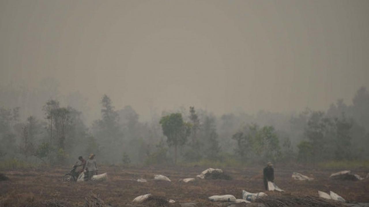 Perjuangan warga padamkan kebakaran hutan dengan alat seadanya