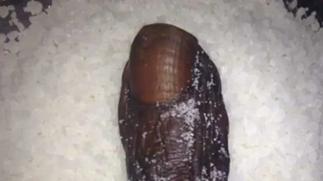 Foto: copyright merdeka.com